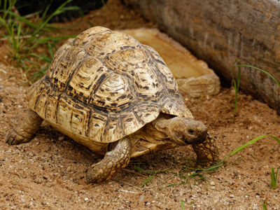 Twycross Zoo Leopard Tortoise
