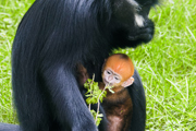 29.03.24 Francois Langur Newborn At Twycross Zoo (3)