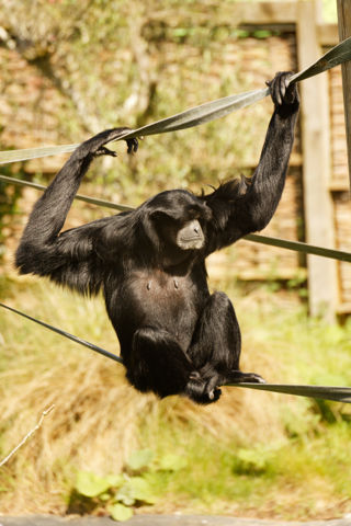 Siamang sitting on webbing - May 2022