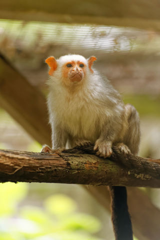 Silvery marmoset sitting - June 2021