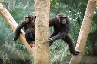Chimpanzees in Mefou Park - Ape Action Africa