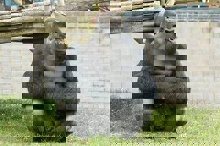 Ape 1