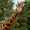 Giraffe Browse Donations