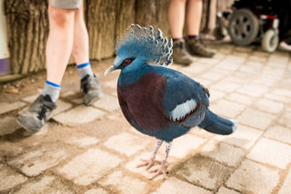 Twycross Zoo Victoria Crowned Pigeon