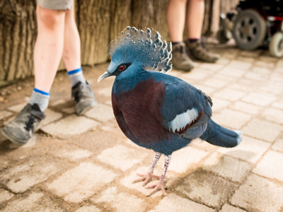 Twycross Zoo Victoria Crowned Pigeon