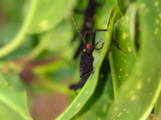 Golden Eyed Stick Insect (2)