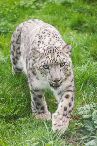 Snow leopard Khumbu walking on grass