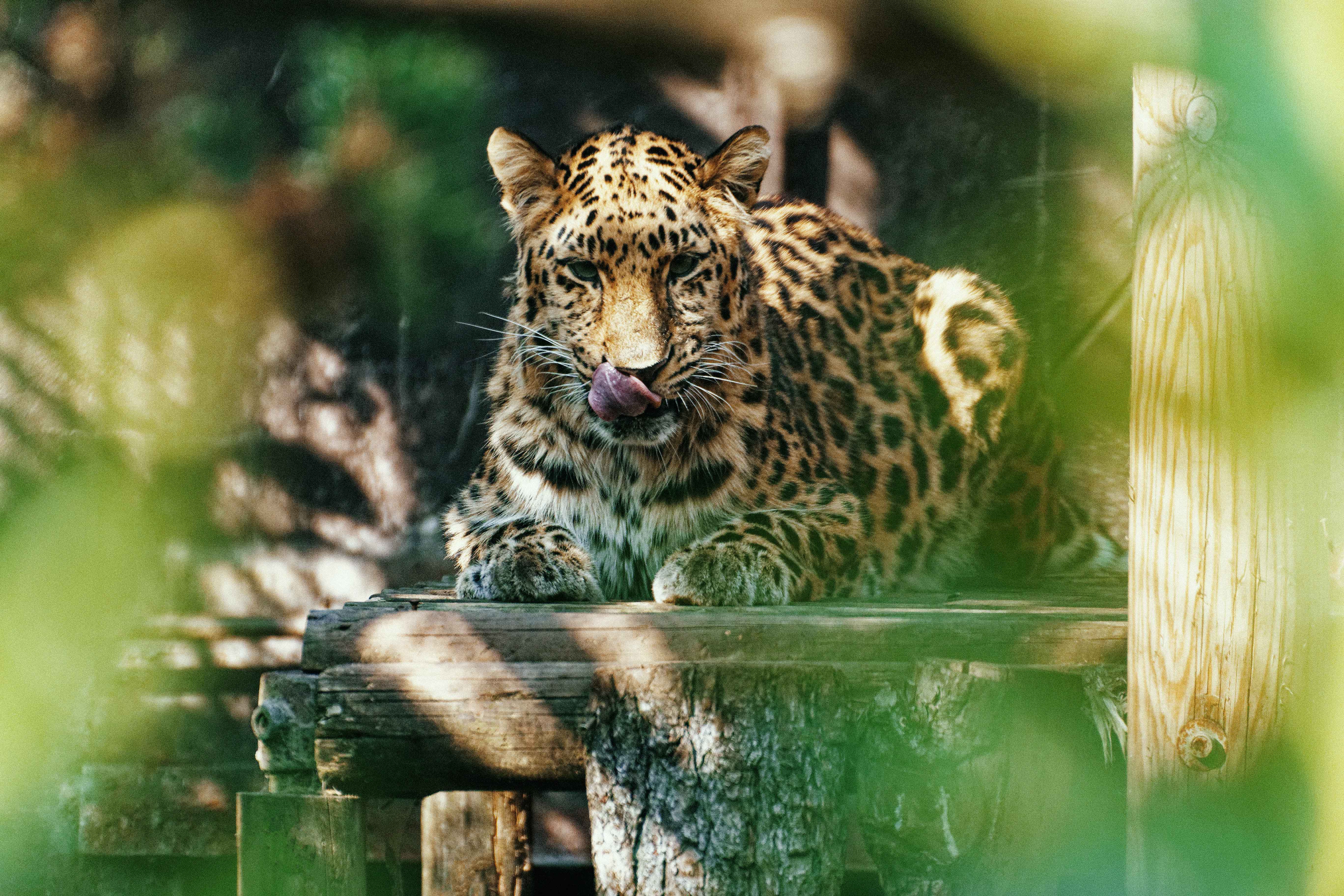 Amur leopard Davidoff at Twycross Zoo