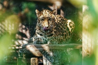 Amur leopard Davidoff at Twycross Zoo