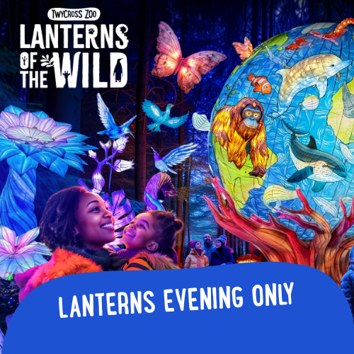 Lanterns of The Wild