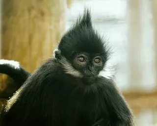 Primate 1
