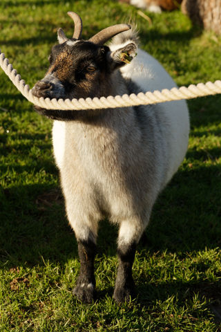 Goat chewing - November 2022