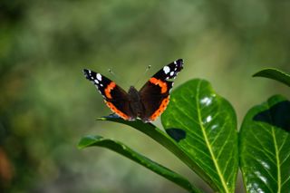 Native Species Red Admiral Pexels Klaas Hoogesteijn 13114410 2