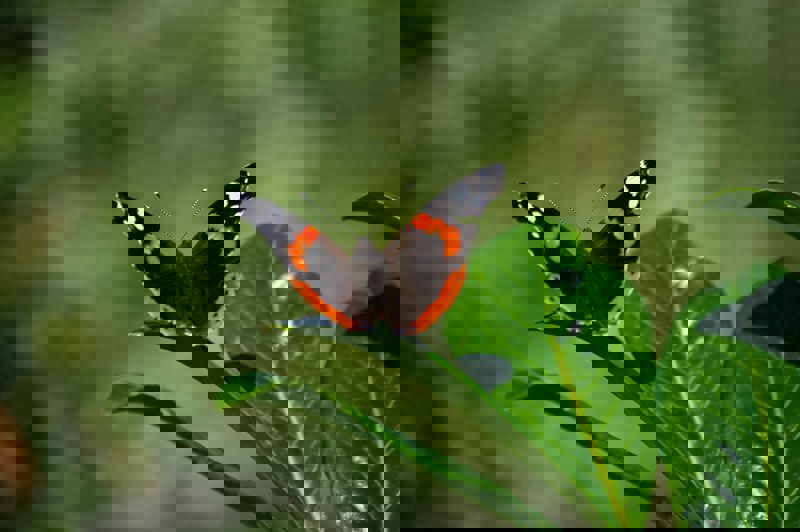 Native Species Red Admiral Pexels Klaas Hoogesteijn 13114410 2
