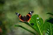 Native Species Red Admiral Pexels Klaas Hoogesteijn 13114410 2