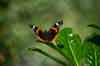 Native Species Red Admiral Pexels Klaas Hoogesteijn 13114410 2