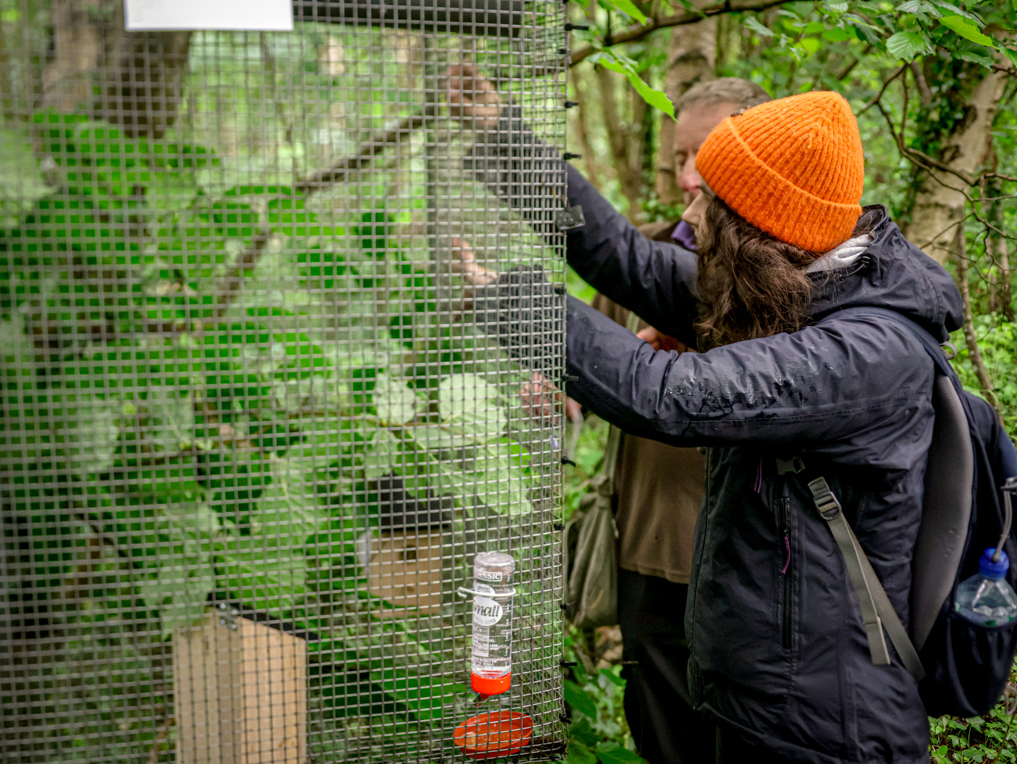 06.2026 Hazel Dormouse Reintorduction 3