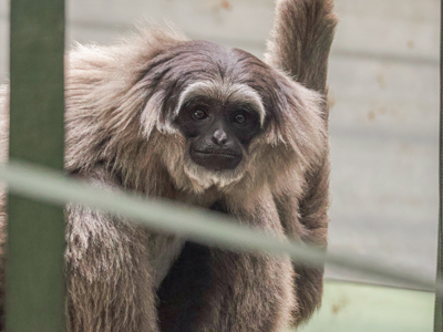 Twycross Zoo Silvery Gibbon Arrivals 3