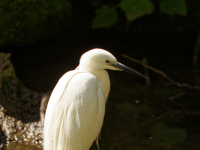 Little Egret