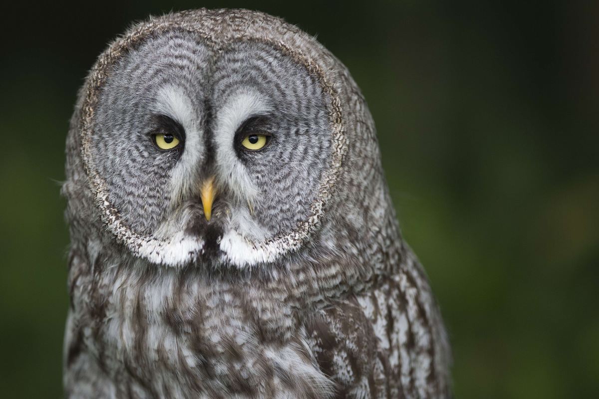 Great Grey Owl 2