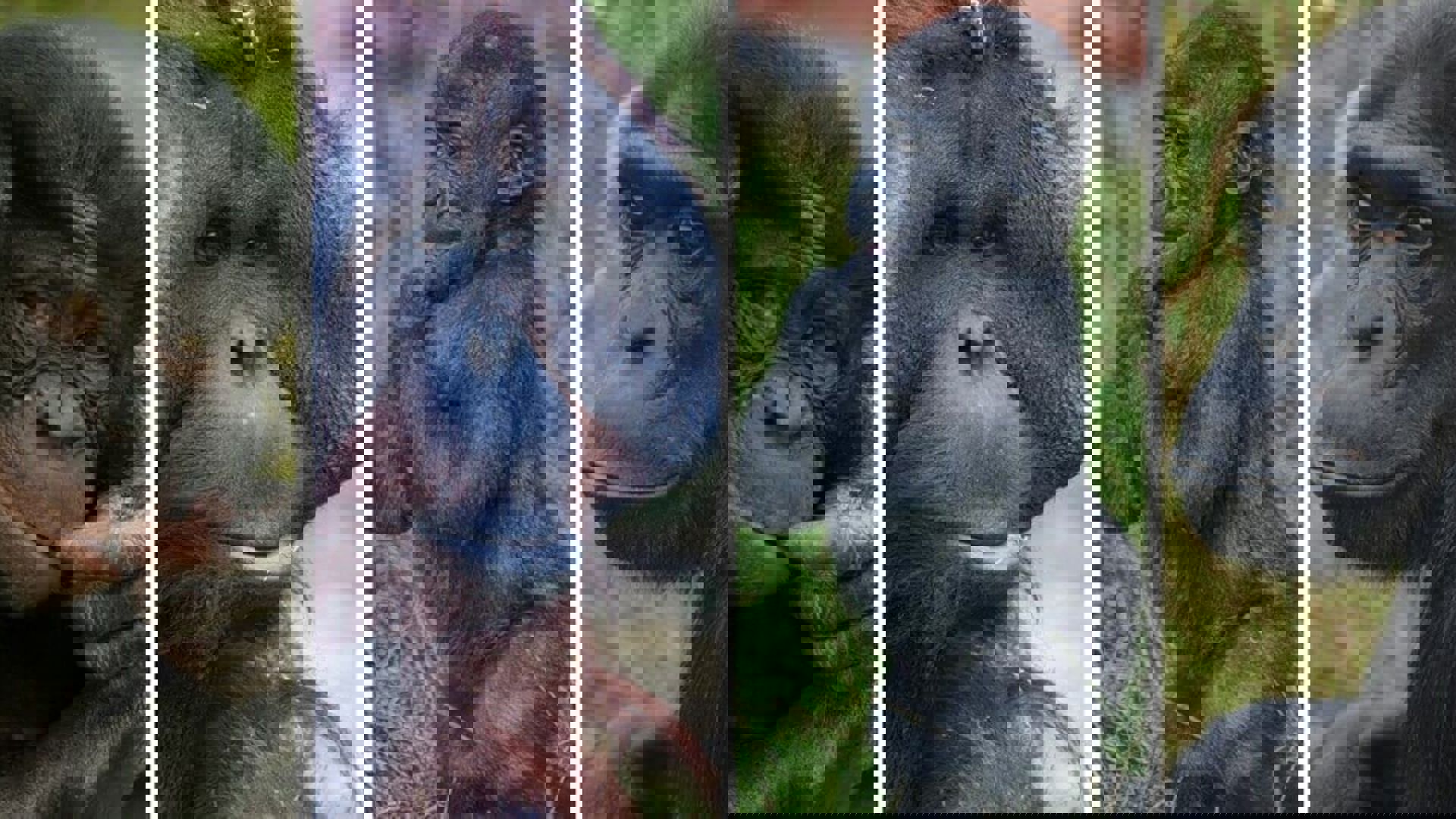 Great Ape Survival Partnership (GRASP)