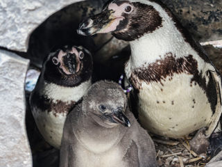 29.05.25 Penguin Chicks 4