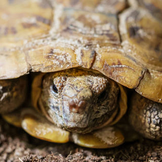 Pancake Tortoise