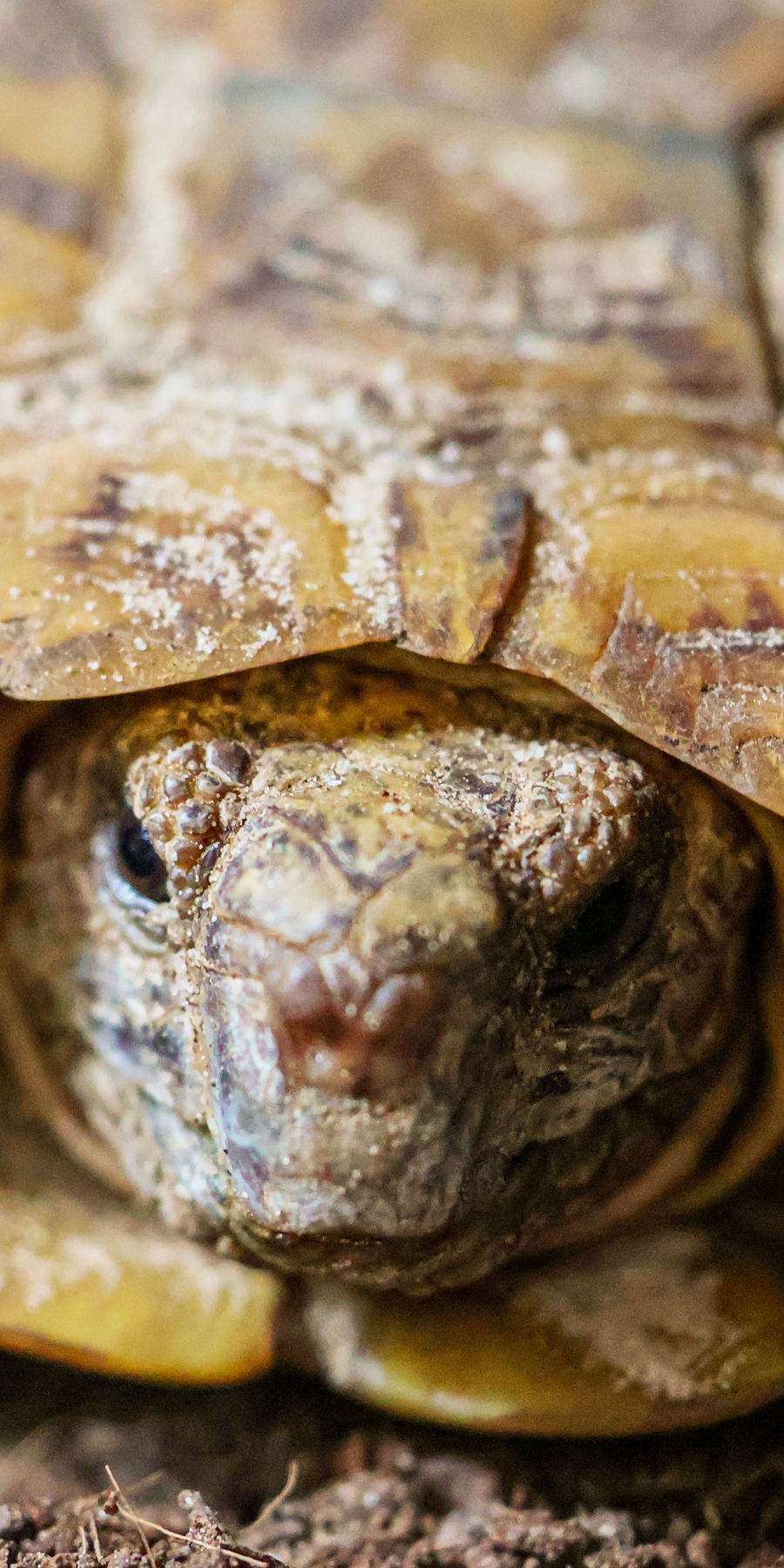 Pancake tortoise