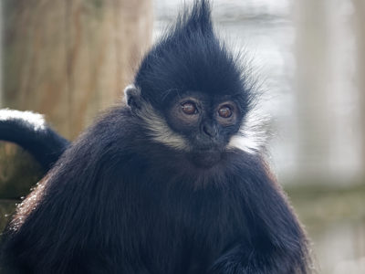 Twycross Zoo Francois Langur