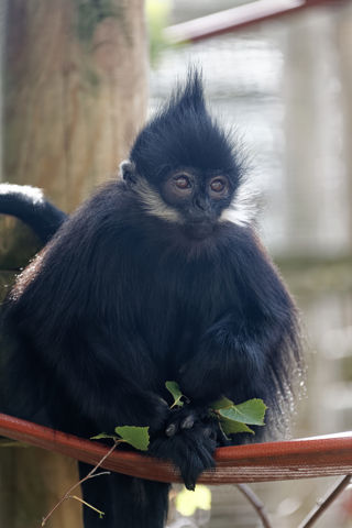 Twycross Zoo Francois Langur