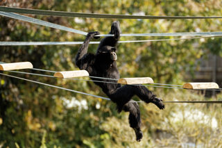 Siamang swinging outside - September 2019