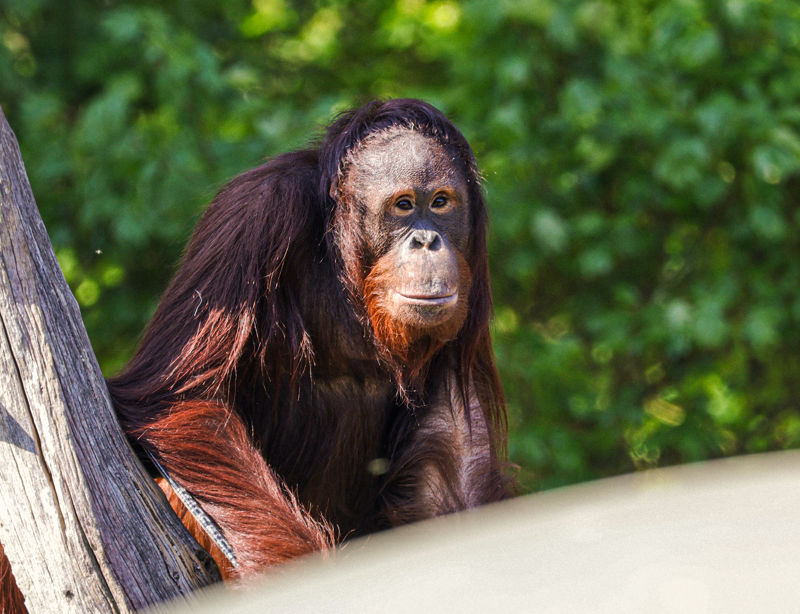 Young Bornean Orangutan At Twycross Zoo Adam Kay