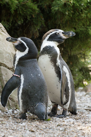 Twycross Zoo Humboldt Penguin