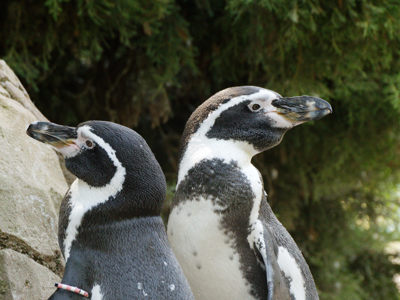 Twycross Zoo Humboldt Penguin