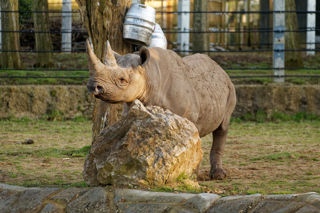 Eastern black rhino Nandi - August 2020