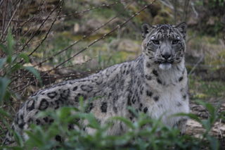 Twycross Zoo Snow Leopard