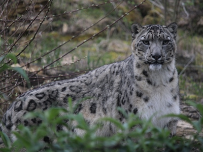 Twycross Zoo Snow Leopard