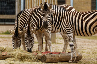 Twycross Zoo Zebra