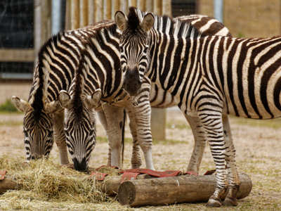 Twycross Zoo Zebra