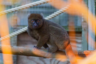 Greater Bamboo Lemur 2