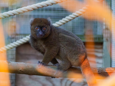 Greater Bamboo Lemur 2