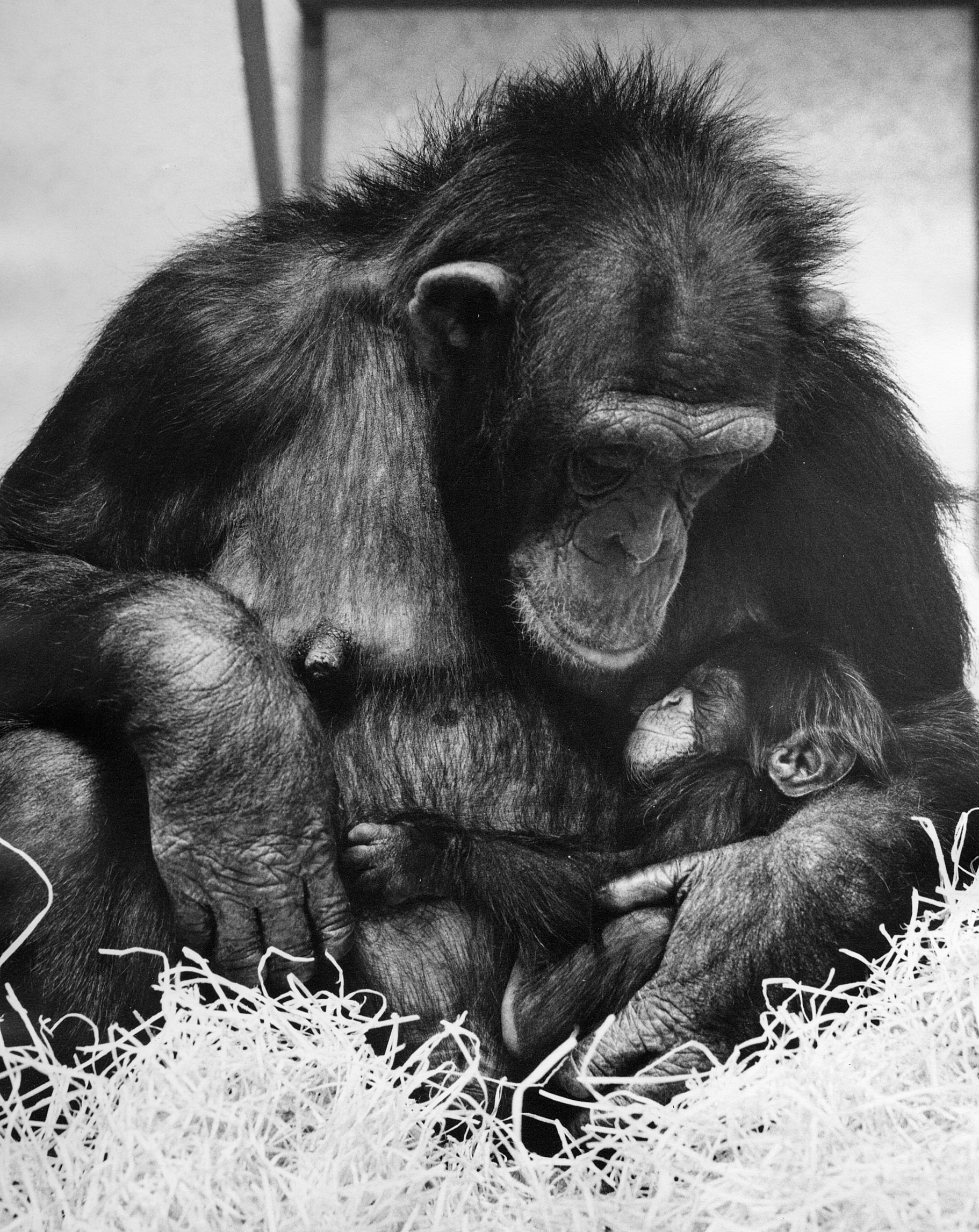 Brooke the first chimpanzee born at Twycross Zoo