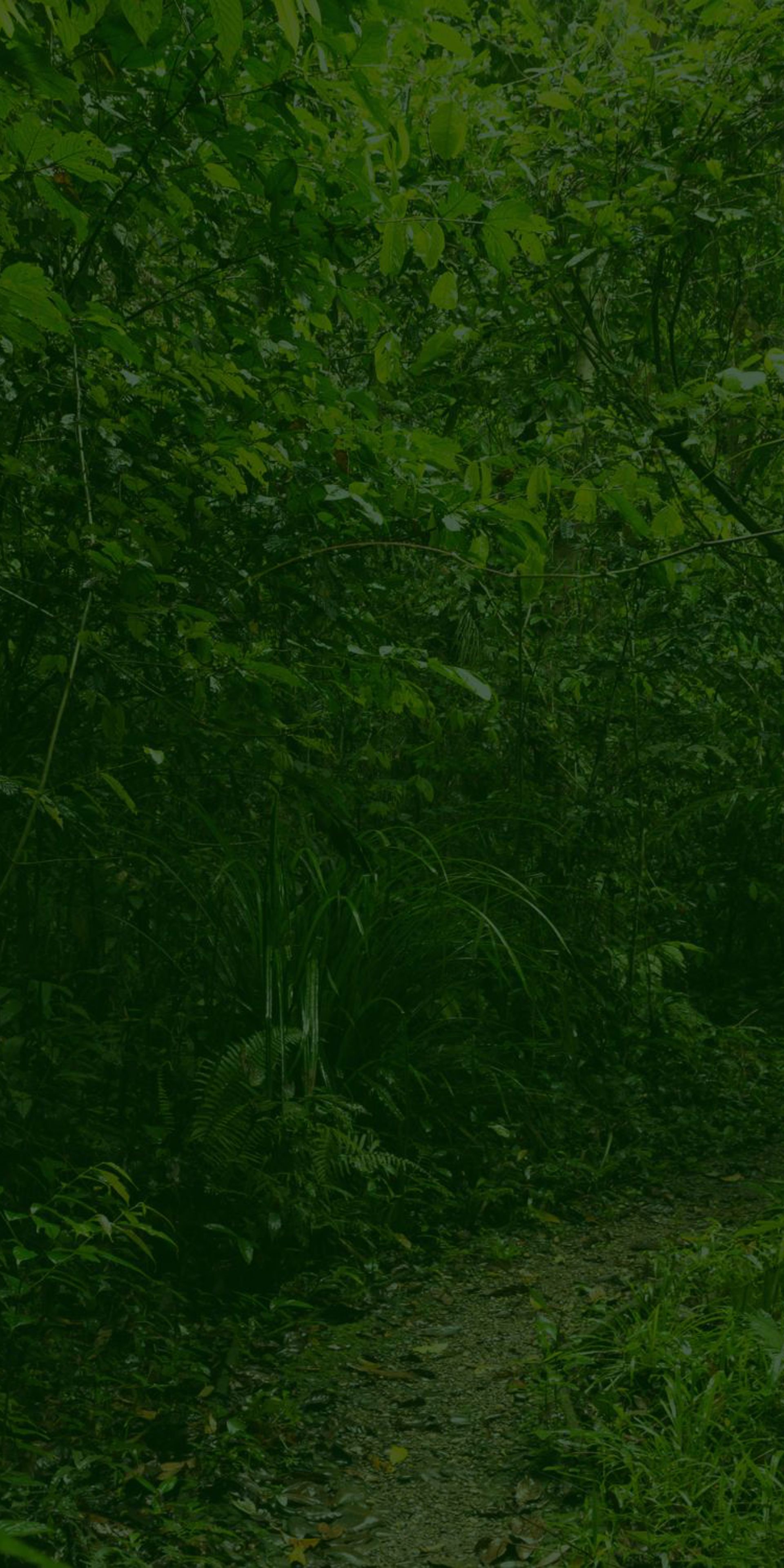 Theme Bg Foliage 2 Dark