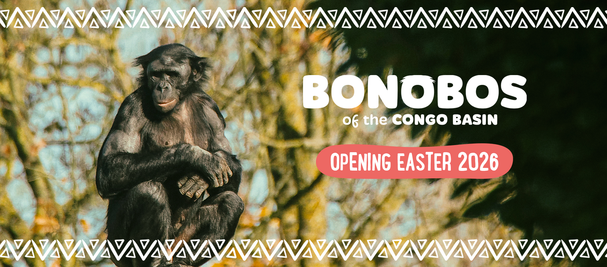 Bonobos Of The Congo Basin