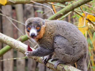 Mongoose Lemur