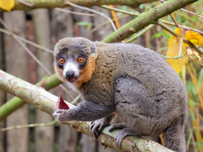 Mongoose Lemur