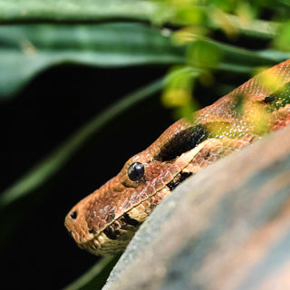 Boa