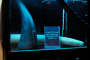 Projecting Hope Hologram - Rhino and elephant horn replica at Twycross Zoo