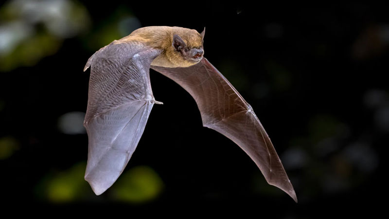 Common Pipistrelle
