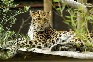 Amur leopard - July 2019
